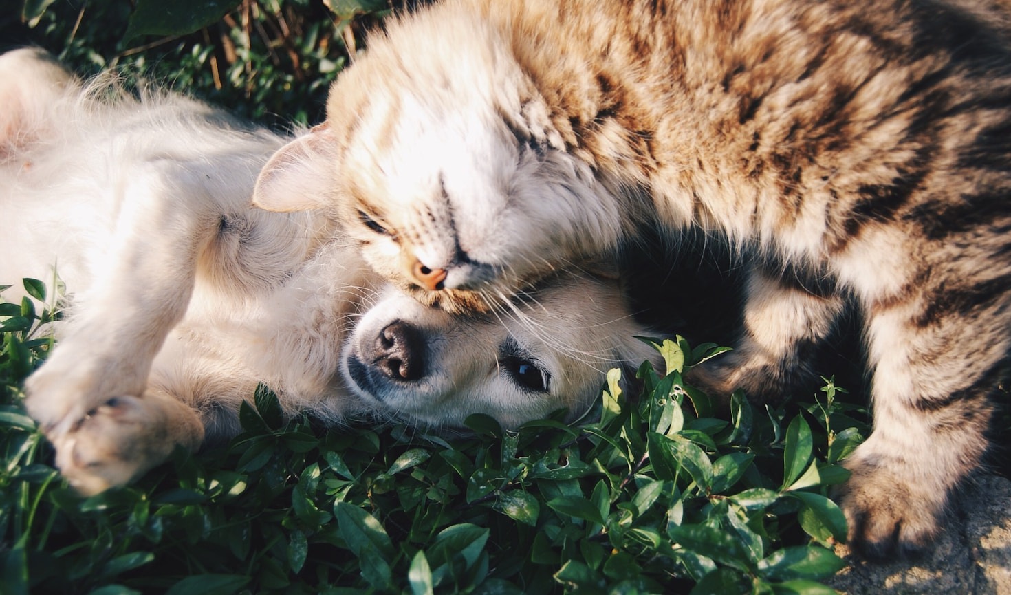 Why Keeping Pets With Owners Matters Most